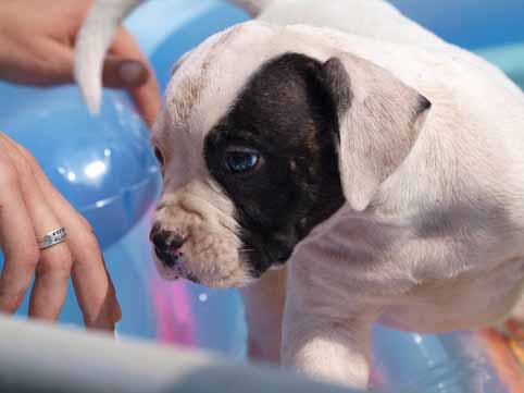 American bulldog pup